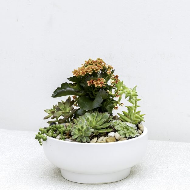 Seaside Succulents